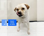 Small #1 American Bulldog-Labrador Retriever Mix