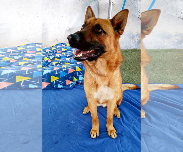 Medium Photo #2 German Shepherd Dog Puppy For Sale in Apple Valley, CA, USA