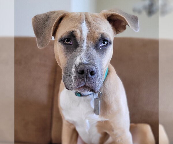 Medium Photo #3 Mutt Puppy For Sale in Sequim, WA, USA