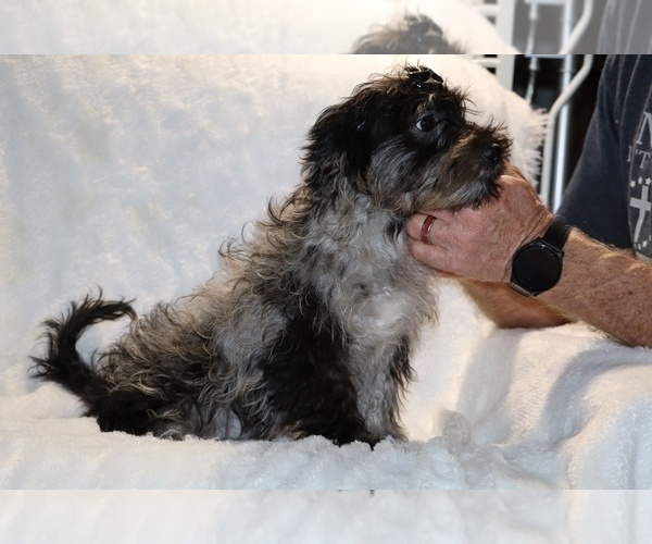 Medium Photo #12 Yorkiepoo mix (+ Poodle Toy) Puppy For Sale in DYERSBURG, TN, USA
