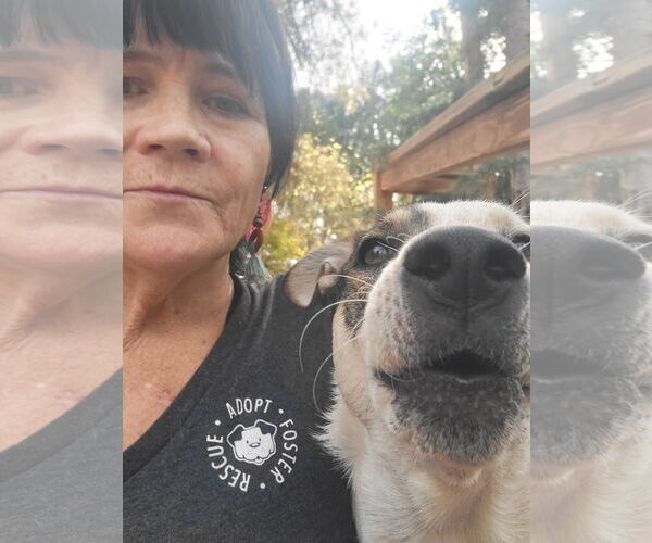 Medium Photo #16 Siberian Husky-Unknown Mix Puppy For Sale in Sandy, UT, USA