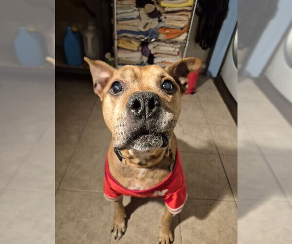 Medium Photo #2 American Staffordshire Terrier Puppy For Sale in Techny, IL, USA