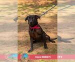 Small #1 Labrador Retriever Mix