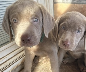 Labrador Retriever Puppy for Sale in BLYTHE, California USA