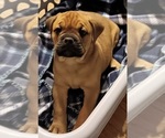 Small Photo #25 Olde English Bulldogge Puppy For Sale in WINGATE, NC, USA