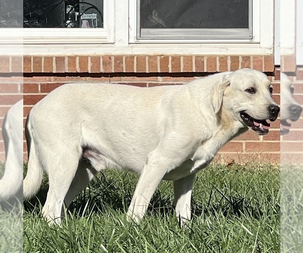 Medium Photo #1 Labrador Retriever Puppy For Sale in NEOLA, WV, USA