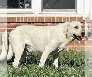 Father of the Labrador Retriever puppies born on 06/13/2026