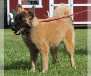 Chow Chow-German Shepherd Dog Mix Dogs for adoption in Holly Hill, SC, USA