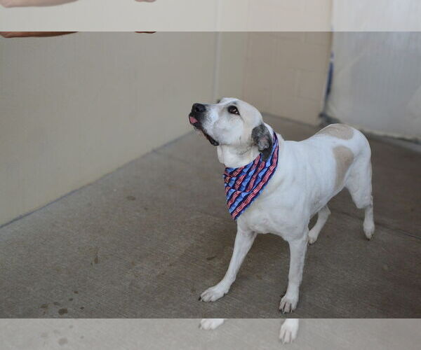 Medium Photo #1 Great Pyrenees-Unknown Mix Puppy For Sale in McKinney, TX, USA