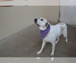 Great Pyrenees-Unknown Mix Dogs for adoption in McKinney, TX, USA