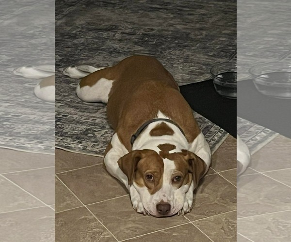 Medium Photo #3 Labrador Retriever-Unknown Mix Puppy For Sale in Derwood, MD, USA
