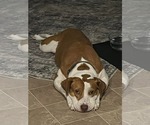 Small #2 Labrador Retriever Mix
