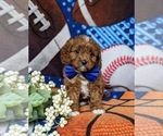 Small Photo #6 Cavapoo Puppy For Sale in QUARRYVILLE, PA, USA