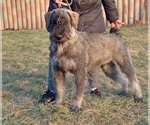 Small #1 Schnauzer (Giant)