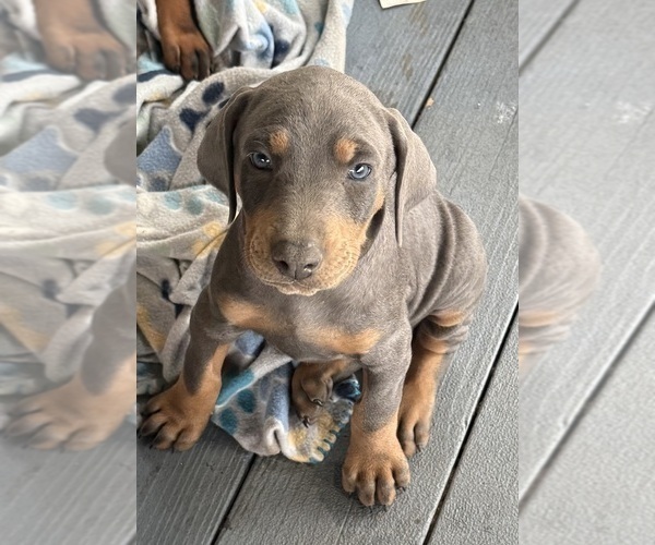 Medium Photo #26 Doberman Pinscher Puppy For Sale in MEDFORD, OR, USA