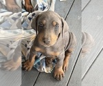 Small #1 Doberman Pinscher