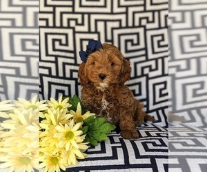Cock-A-Poo Puppy for sale in NOTTINGHAM, PA, USA
