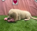 Small #1 English Cream Golden Retriever