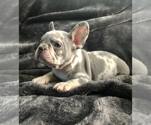 French Bulldog Puppy for sale in WILDOMAR, CA, USA