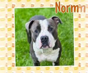 Mutt Dogs for adoption in Crete, IL, USA