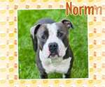 Norm - Male Mutt Dog for Adoption - Small photo
