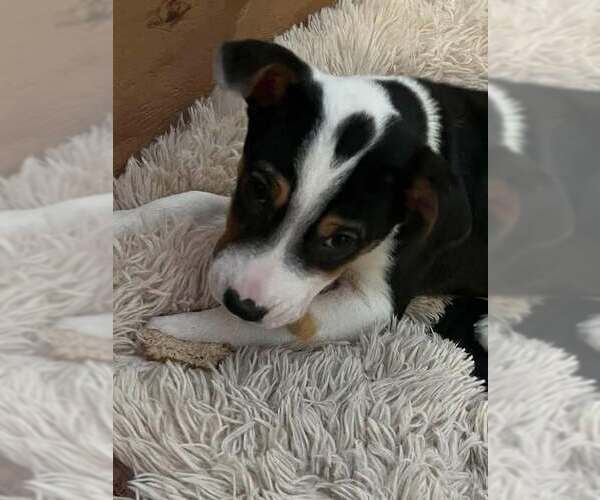 Medium Photo #5 Jack Russell Terrier-Unknown Mix Puppy For Sale in New York, NY, USA