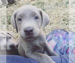 Small Photo #8 Labrador Retriever Puppy For Sale in FORT MADISON, IA, USA