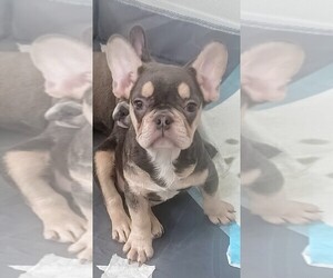 French Bulldog Puppy for sale in TAMPA, FL, USA