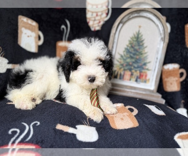 Medium Photo #8 YorkiePoo Puppy For Sale in LAKELAND, FL, USA