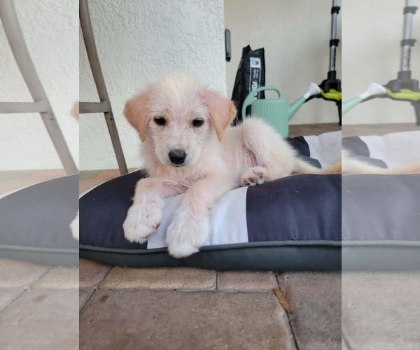Medium Photo #2 Australian Retriever Puppy For Sale in Valrico, FL, USA