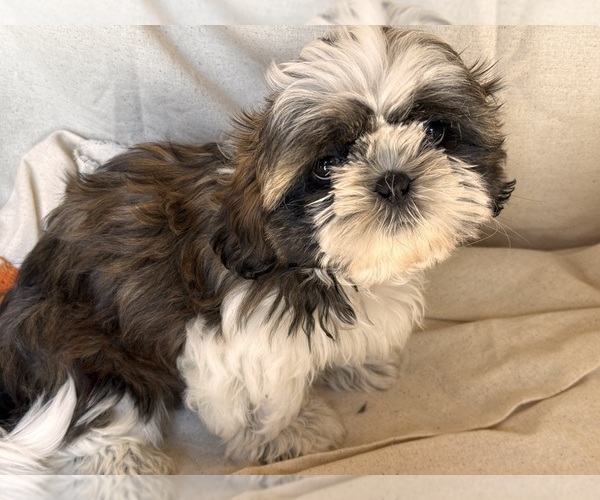 Medium Photo #1 Shih Tzu Puppy For Sale in SUTTON, WV, USA
