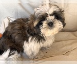 Puppy Puppy 3 Shih Tzu
