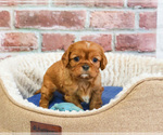 Small #6 Cavalier King Charles Spaniel