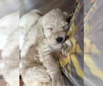 Small #17 Labradoodle