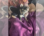Puppy Bootsie Shiba Inu