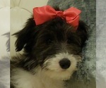 Puppy Molly Cadoodle