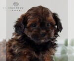 Small Photo #4 ShihPoo Puppy For Sale in GORDONVILLE, PA, USA