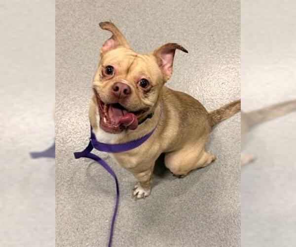 Medium Photo #1 French Bullhuahua Puppy For Sale in San Martin, CA, USA