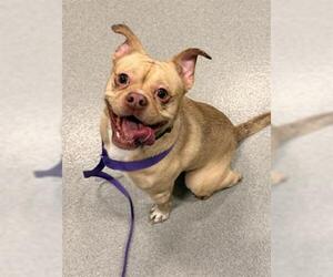 French Bullhuahua Dogs for adoption in San Martin, CA, USA