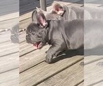 Small #11 French Bulldog