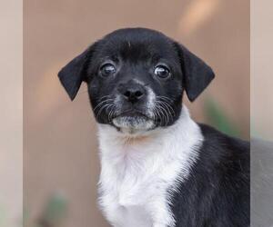 Jack Russell Terrier-Unknown Mix Dogs for adoption in San Diego, CA, USA