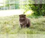 Small Photo #11 Pomeranian Puppy For Sale in WARSAW, IN, USA