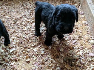 Schnauzer (Giant) Puppy for sale in CAMPBELLSBURG, IN, USA