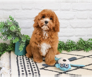 Cavapoo (Miniature) Puppy for sale in SYRACUSE, IN, USA