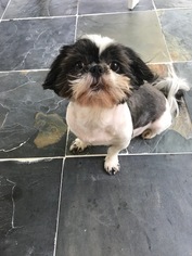 Mother of the Shih Tzu puppies born on 08/05/2018