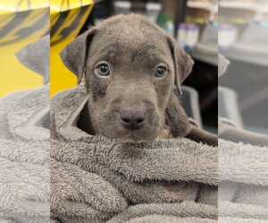 American Staffordshire Terrier-Unknown Mix Dogs for adoption in Holly Springs, NC, USA