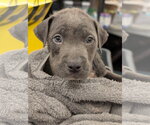 Small American Staffordshire Terrier Mix