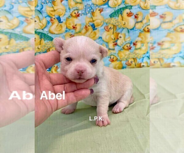 Medium Photo #2 Chihuahua Puppy For Sale in WINNSBORO, LA, USA