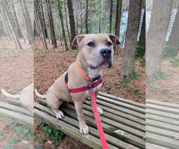 Medium Photo #3 American Pit Bull Terrier-Unknown Mix Puppy For Sale in Virginia Beach, VA, USA