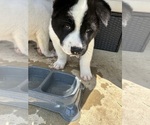 Small Photo #25 Akita Puppy For Sale in CANTONMENT, FL, USA